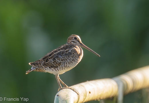 Swinhoe's Snipe