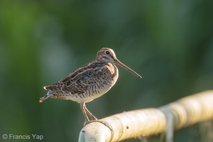 Swinhoe's Snipe-200125-111MSDCF-FYP01808-W.jpg