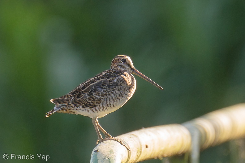 Swinhoes_Snipe-200125-111MSDCF-FYP01808-W.jpg