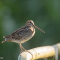 Swinhoes_Snipe-200125-111MSDCF-FYP01808-W.jpg