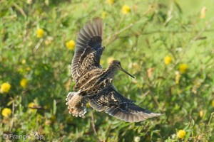 Swinhoe's Snipe-240331-220MSDCF-FYP08556-W.jpg