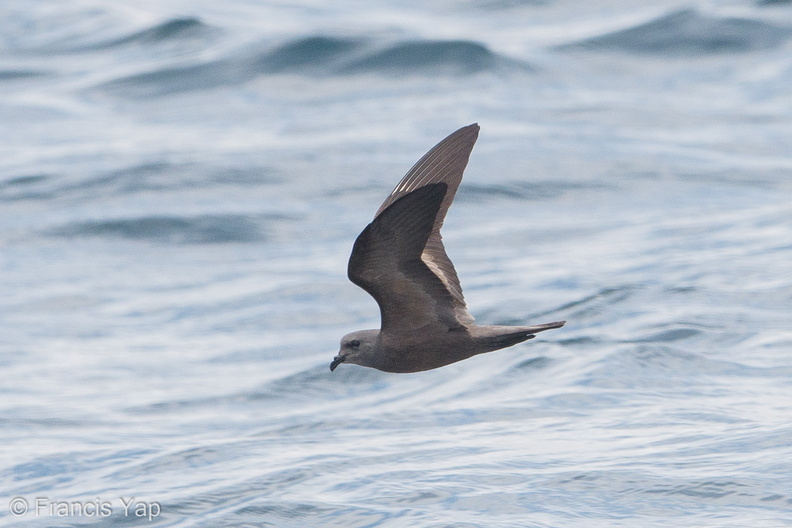 Swinhoes_Storm_Petrel-180512-109ND500-FYP_7547-W.jpg