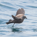 Swinhoes_Storm_Petrel-180512-109ND500-FYP_7615-W.jpg