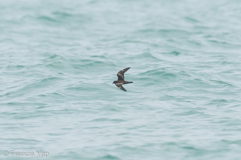 Swinhoes_Storm_Petrel-200920-118MSDCF-FYP04138-W.jpg