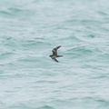 Swinhoes_Storm_Petrel-200920-118MSDCF-FYP04138-W.jpg