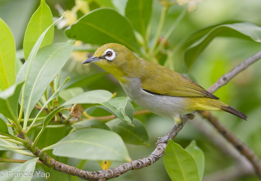 Swinhoe's White-eye