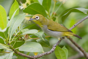 Swinhoe's White-eye-171128-106ND500-FYP_0699-W.jpg