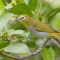 Swinhoes_White-eye-171128-106ND500-FYP_0699-W.jpg