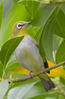 Swinhoe's White-eye-171128-106ND500-FYP_0766-W.jpg