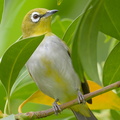 Swinhoes_White-eye-171128-106ND500-FYP_0766-W.jpg