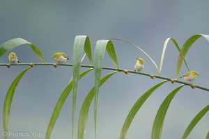 Swinhoe's White-eye-180627-110ND500-FYP_1166-W.jpg