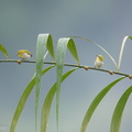 Swinhoes_White-eye-180627-110ND500-FYP_1166-W.jpg