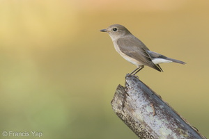 Taiga Flycatcher-191202-106MSDCF-FYP07703-W.jpg