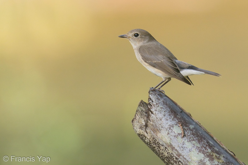 Taiga_Flycatcher-191202-106MSDCF-FYP07703-W.jpg