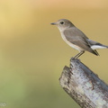 Taiga_Flycatcher-191202-106MSDCF-FYP07703-W.jpg