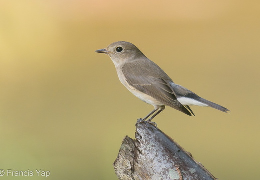 Taiga Flycatcher