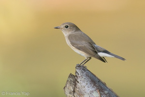 Taiga Flycatcher-191202-106MSDCF-FYP07710-W.jpg