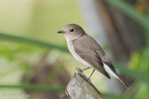 Taiga Flycatcher-200223-100MSDCF-DSC00624-W.jpg