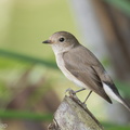 Taiga_Flycatcher-200223-100MSDCF-DSC00624-W.jpg