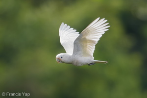 Tanimbar Corella-171126-105ND500-FYP_9904-W.jpg