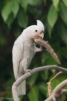Tanimbar Corella-190912-120ND500-FYP_1601-W.jpg