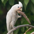 Tanimbar_Corella-190912-120ND500-FYP_1601-W.jpg