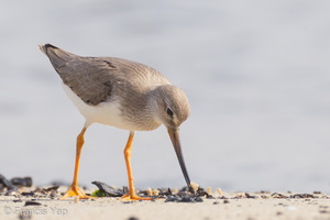 Terek Sandpiper-110906-105EOS1D-FYAP1318-W.jpg