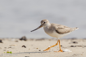 Terek Sandpiper-110906-105EOS1D-FYAP1336-W.jpg