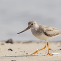 Terek_Sandpiper-110906-105EOS1D-FYAP1336-W.jpg