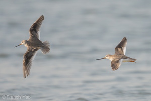 Terek Sandpiper-140923-118EOS1D-FY1X5712-W.jpg