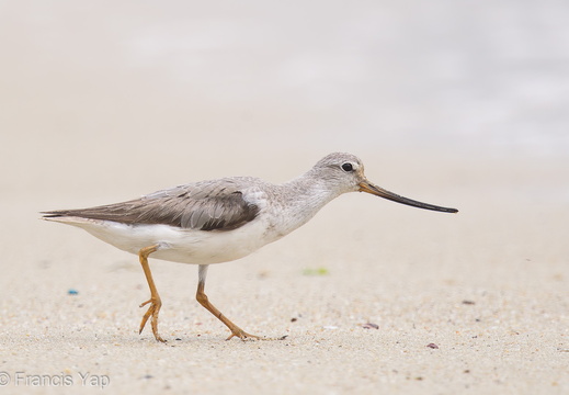 Terek Sandpiper