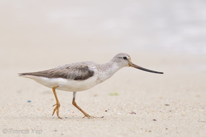 Terek Sandpiper-160828-103EOS1D-F1X29102-W.jpg