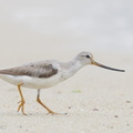 Terek_Sandpiper-160828-103EOS1D-F1X29102-W.jpg