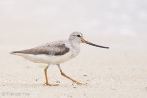 Terek Sandpiper-160828-103EOS1D-F1X29107-W.jpg