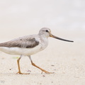 Terek_Sandpiper-160828-103EOS1D-F1X29107-W.jpg