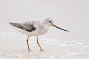 Terek Sandpiper-160828-103EOS1D-F1X29284-W.jpg