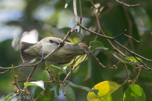 Thick-billed Flowerpecker-191216-107MSDCF-FYP07972-W.jpg