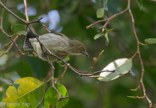 Thick-billed Flowerpecker