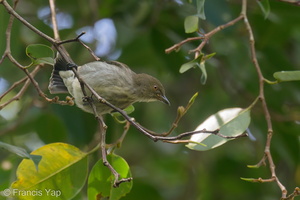 Thick-billed Flowerpecker-191216-107MSDCF-FYP08005-W.jpg