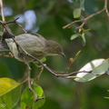 Thick-billed_Flowerpecker-191216-107MSDCF-FYP08005-W.jpg