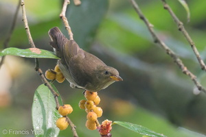 Thick-billed Flowerpecker-191218-107MSDCF-FYP08956-W.jpg