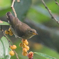 Thick-billed_Flowerpecker-191218-107MSDCF-FYP08956-W.jpg