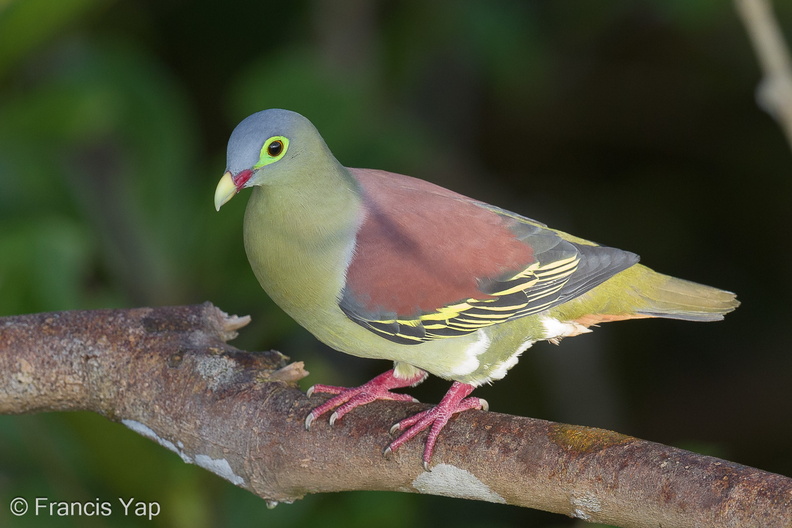 Thick-billed_Green_Pigeon-130317-105EOS1D-FY1X8607-W.jpg