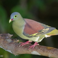 Thick-billed_Green_Pigeon-130317-105EOS1D-FY1X8607-W.jpg