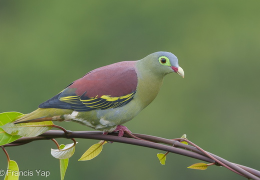 Thick-billed Green Pigeon - display this album Thick-billed Green Pigeon