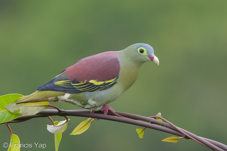 Thick-billed_Green_Pigeon-181102-112ND500-FYP_9320-W.jpg