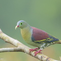 Thick-billed_Green_Pigeon-240607-231MSDCF-FYP07780-W.jpg