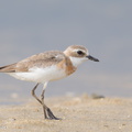 Tibetan_Sand_Plover-170726-101ND500-FYP_8192-W.jpg