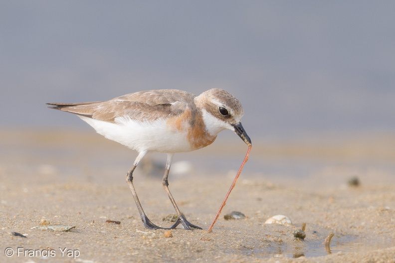 Tibetan_Sand_Plover-170726-101ND500-FYP_8196-W.jpg