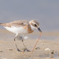 Tibetan_Sand_Plover-170726-101ND500-FYP_8196-W.jpg
